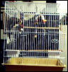 Birdy Boo's cage