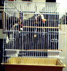 Birdy Boo's cage