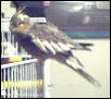 Birdy Boo sits on cage door