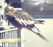 Birdy Boo sits on cage door