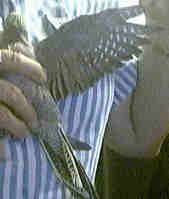 wingspan