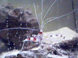 Coral Banded Shrimp