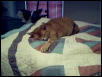 Poohbear