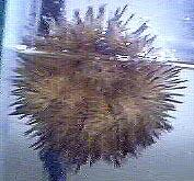 Sea Urchin