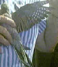 wingspan tail feather pose