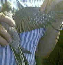 wingspan tail pose