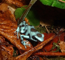 D. Auratus