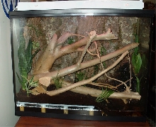 Whites tree frog Vivarium