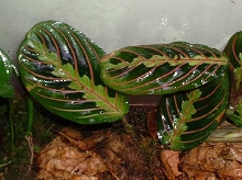 Unknown Plant