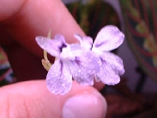 Unknown Plant flower
