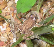 Asian Floating Frog