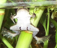 Asian Floating Frog