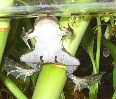 Asian Floating Frog
