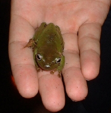 Male Juvinile White's