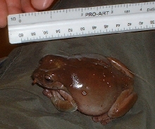 Whites tree frog (Spots)