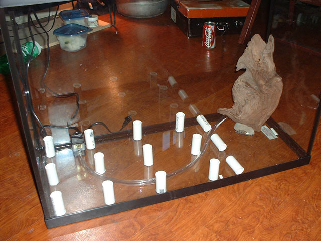 Whites Viv 2
