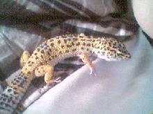 Cesar the mommy