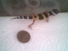 Baby gecko next to penny