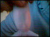 Gravid Female