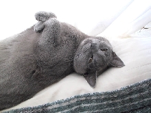 Seal boy