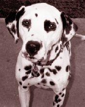 cooper