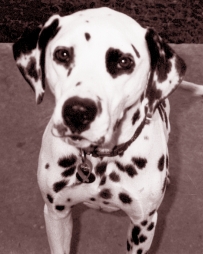 cooper
