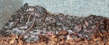 Cay Caulker Babies