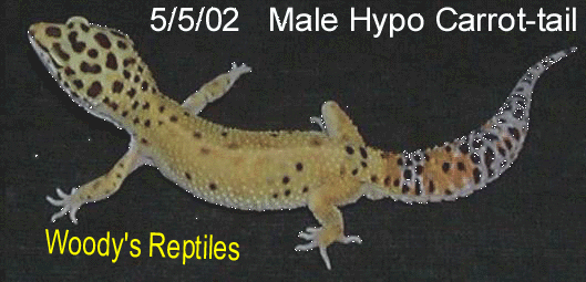 5.5.02 Male carrot-tail