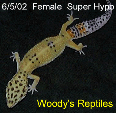 6.5.02  Female  Super Hypo