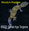8.22.02  Female Hypo Tangerine