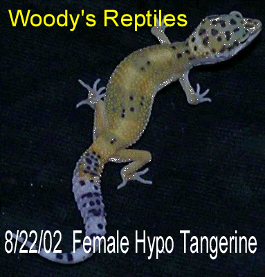 8.22.02  Female Hypo Tangerine