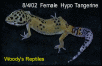 8.4.02  Female  Hypo Tangerine