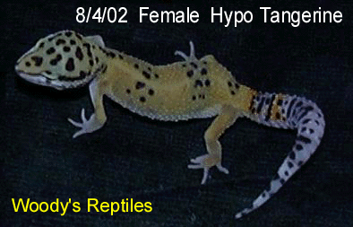 8.4.02  Female  Hypo Tangerine