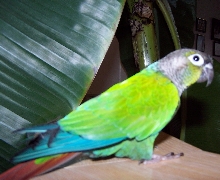 Green Cheek Conure