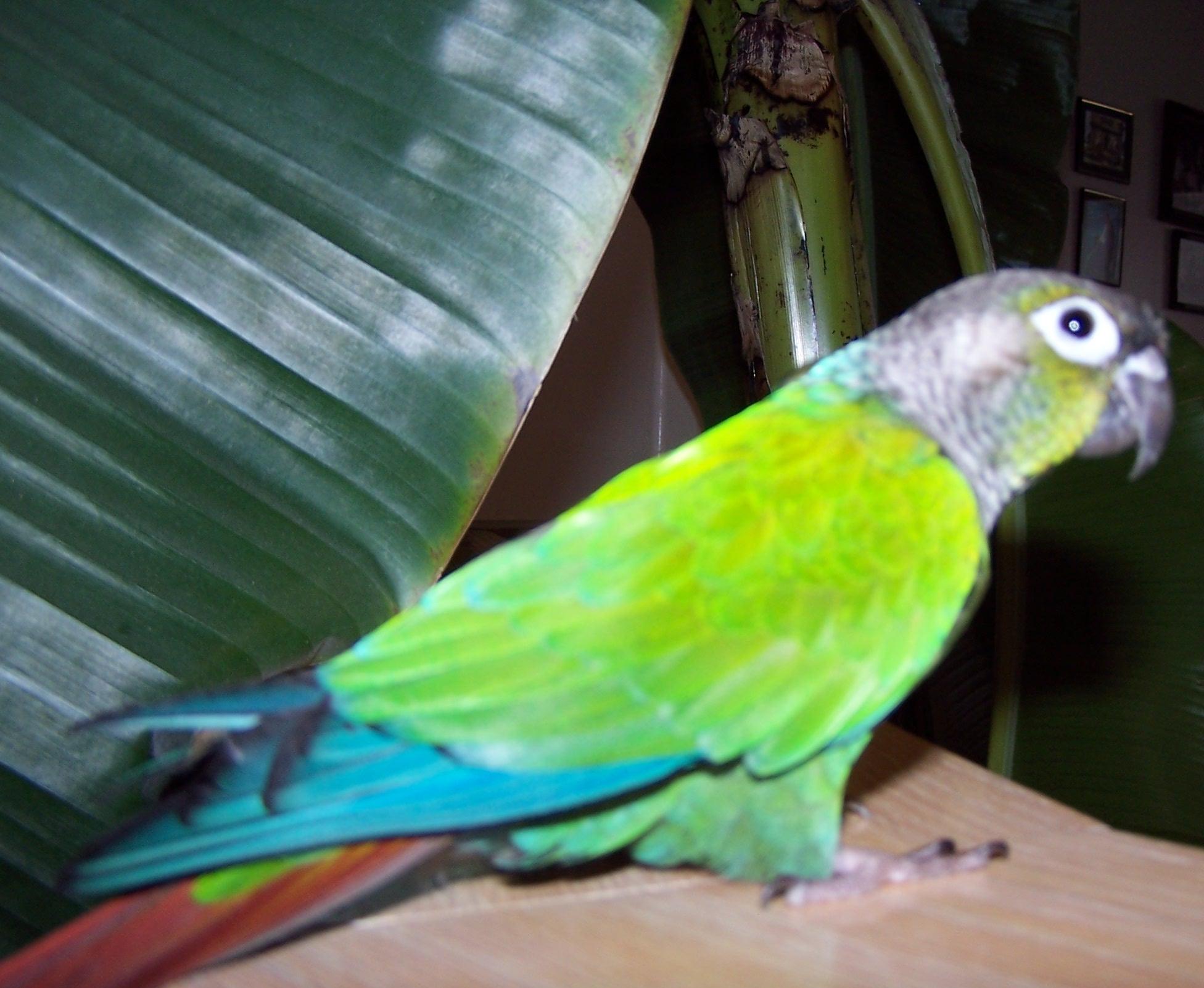 Green Cheek Conure