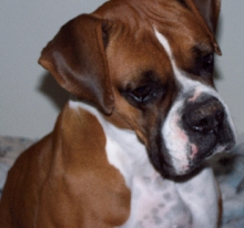 Boxer