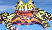 Fire Belly Toad