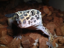 my gecko:)