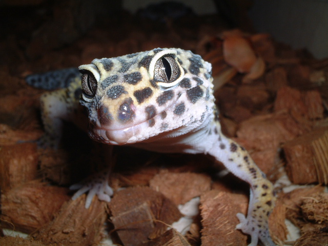my gecko:)