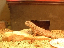 my beauty