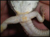 u.ocellata sex?