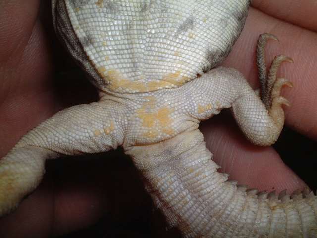 u.ocellata sex?
