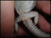 u.ocellata sex?