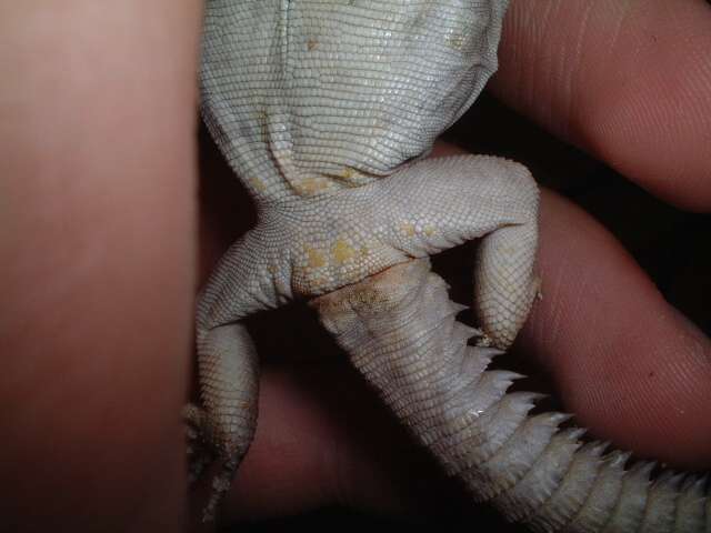u.ocellata sex?
