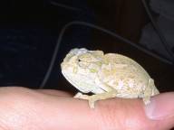 common cham
