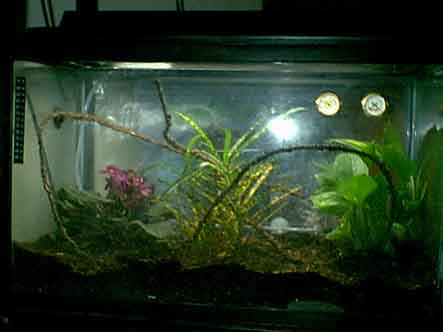 terrarium