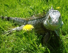Spike