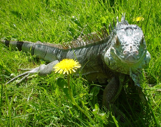 Spike