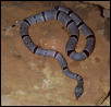 Gray-banded kingsnake