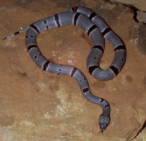 Gray-banded kingsnake